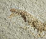 Leptolepides sprattiformis (BLAINVILLE 1818) - Bild © FossNet FossilienStore